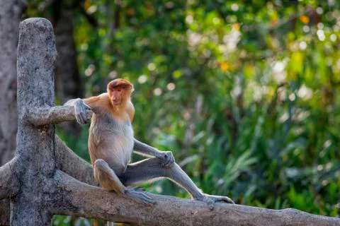 Proboscis monkey Stock Photos