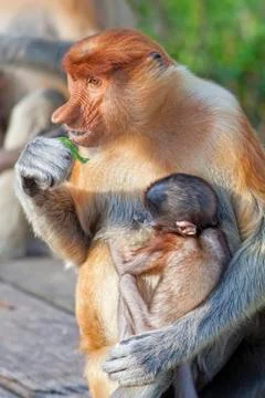 Proboscis monkey Stock Photos