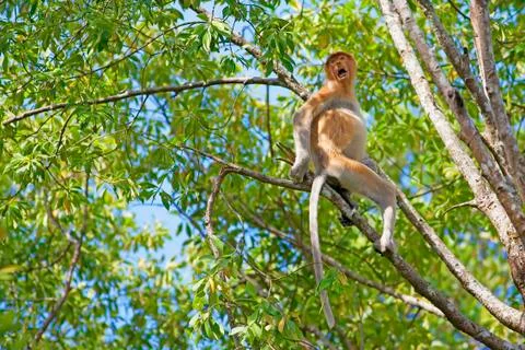 Proboscis monkey Stock Photos