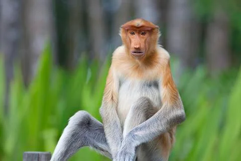 Proboscis monkey Stock Photos