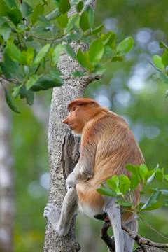 Proboscis monkey Stock Photos