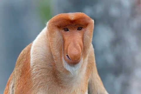 Proboscis monkey Stock Photos