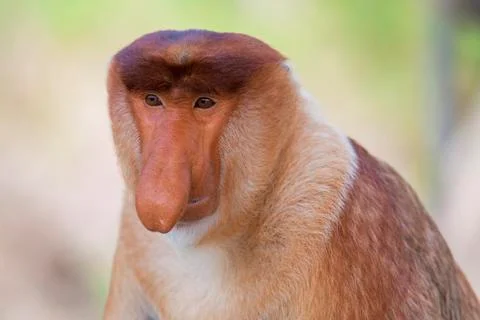 Proboscis monkey Stock Photos
