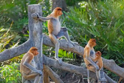 Proboscis monkey Stock Photos