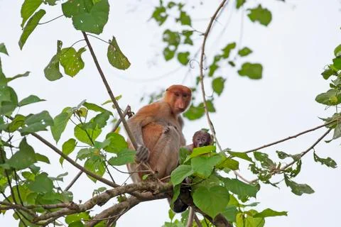 Proboscis monkey Stock Photos
