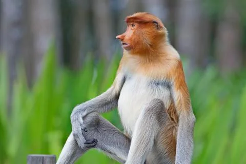 Proboscis monkey Stock Photos