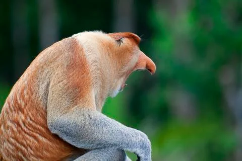 Proboscis monkey Stock Photos