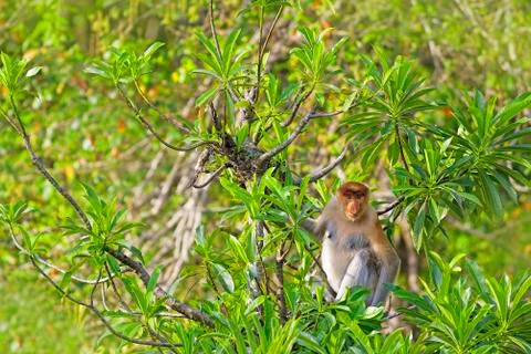 Proboscis monkey Stock Photos