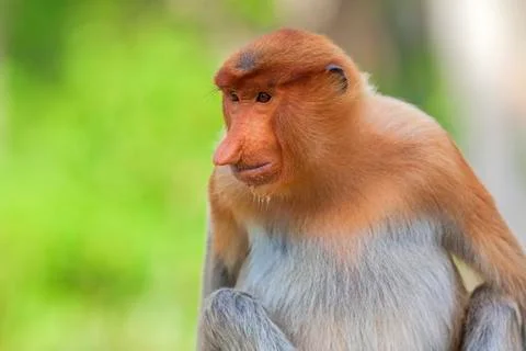 Proboscis monkey Stock Photos