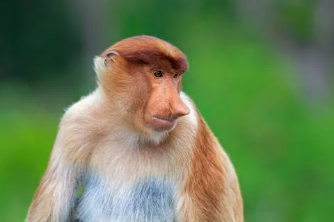 Proboscis monkey Stock Photos