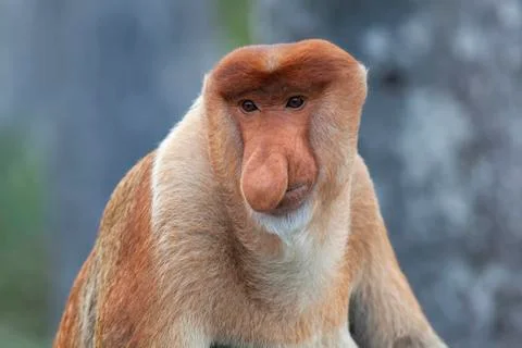 Proboscis monkey Stock Photos