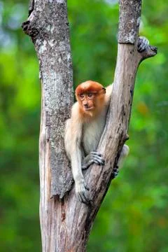 Proboscis monkey Stock Photos