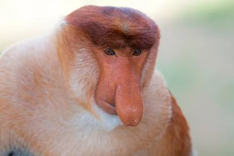 Proboscis monkey Stock Photos
