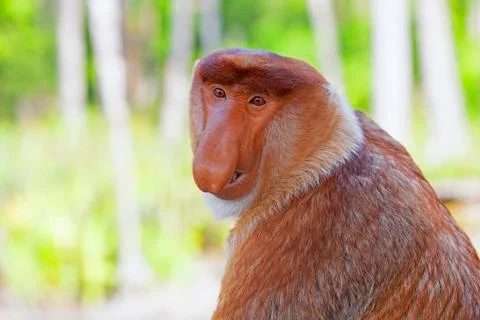Proboscis monkey Stock Photos