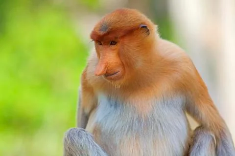 Proboscis monkey Stock Photos