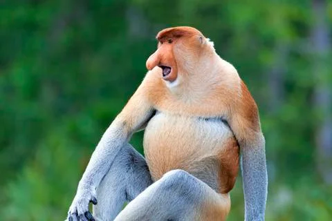 Proboscis monkey Stock Photos