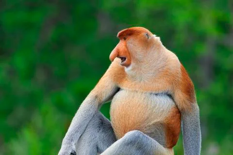 Proboscis monkey Stock Photos