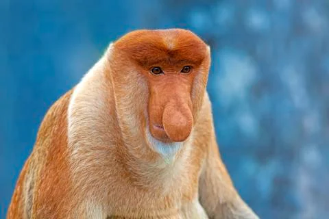Proboscis monkey Stock Photos
