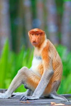 Proboscis monkey Stock Photos