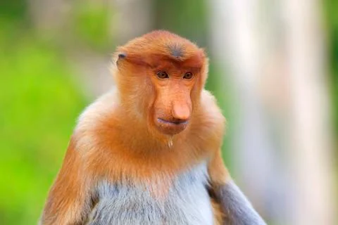 Proboscis monkey Stock Photos