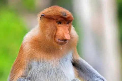 Proboscis monkey Stock Photos