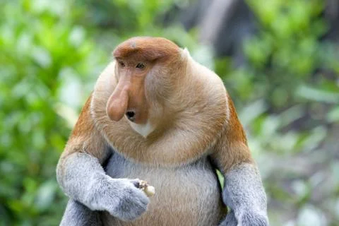 Proboscis monkey Stock Photos