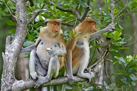 Proboscis monkey Stock Photos