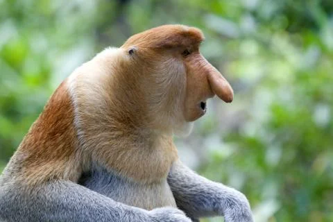 Proboscis monkey Stock Photos
