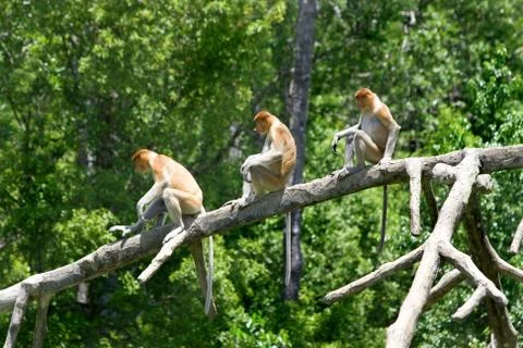 Proboscis monkey Stock Photos