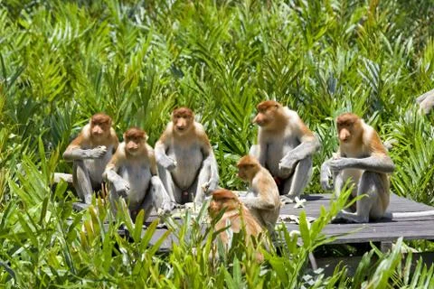 Proboscis monkey Stock Photos