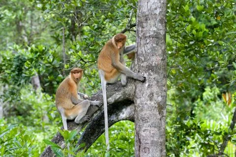 Proboscis monkey Stock Photos