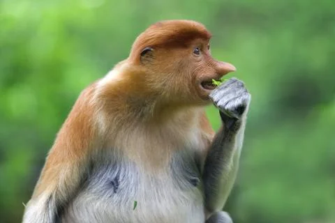 Proboscis monkey Stock Photos