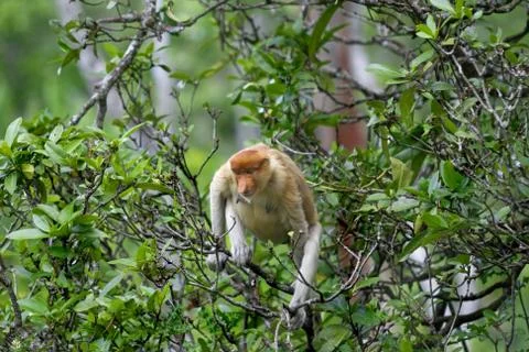 Proboscis monkey Stock Photos