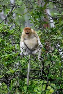 Proboscis monkey Stock Photos