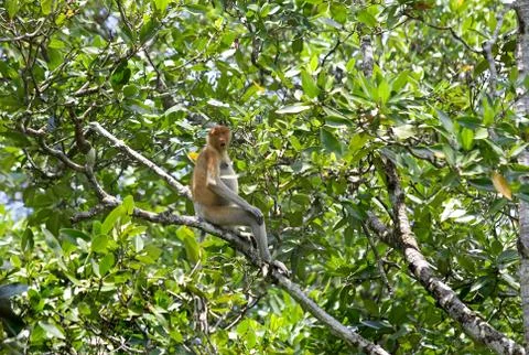 Proboscis monkey Stock Photos