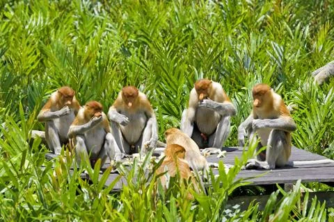 Proboscis monkey Stock Photos