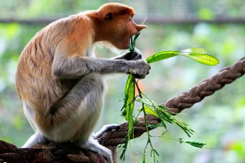 Proboscis monkey Stock Photos