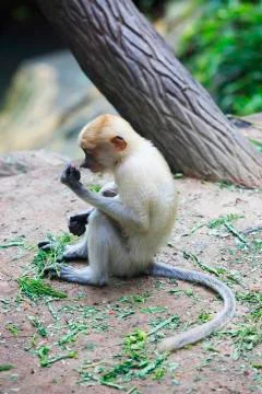 Proboscis monkey Stock Photos