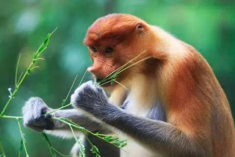 A proboscis monkey Stock Photos
