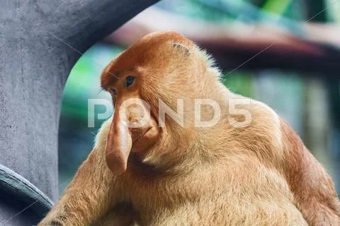 Proboscis monkey Stock Photos