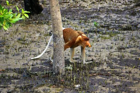 Proboscis monkey Stock Photos