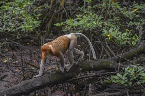 Proboscis monkey Stock Photos