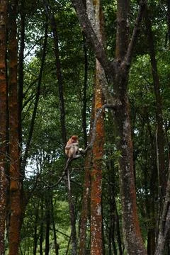Proboscis monkey 写真素材
