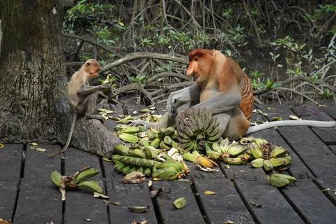 Proboscis monkey Fotos Stock