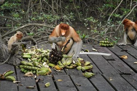 Proboscis monkey Stock Photos