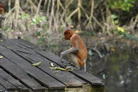 Proboscis monkey Stock Photos