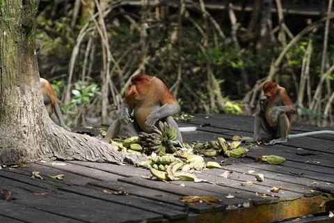 Proboscis monkey Stock-Fotos