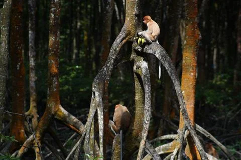 Proboscis monkey Fotos de archivo