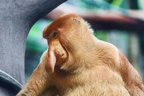 Proboscis monkey Proboscis monkey in park - animal background Copyright: x... 스톡 사진