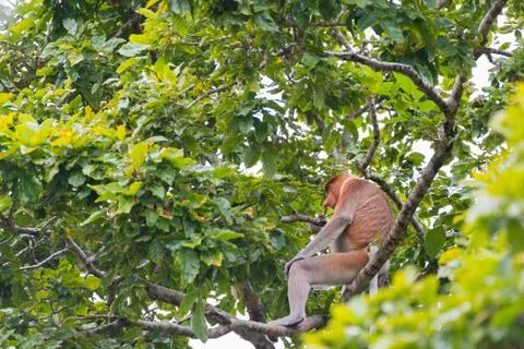 Proboscis Monkey in the rainforest of Borneo Foto stock